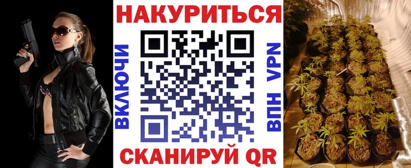 Бошки Шишки гибрид  Салаир 